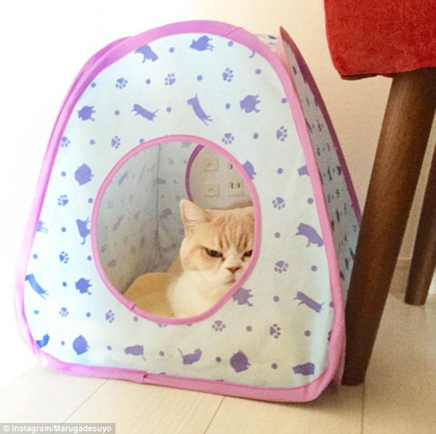 Koyuki: la gata japonesa que amenaza con destronar al &lsquo;Gato Gru&ntilde;&oacute;n&rsquo;